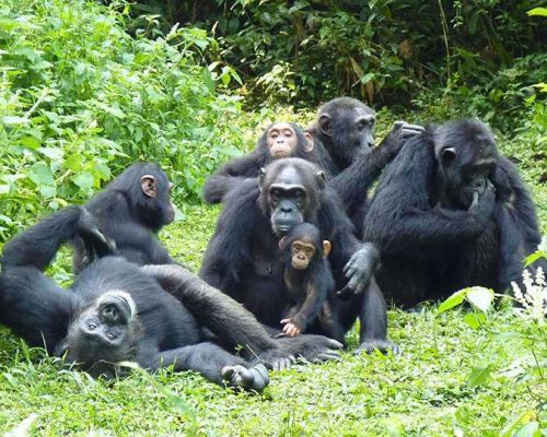 Chimpanzee-Trekking-Kyambura-Gorge2